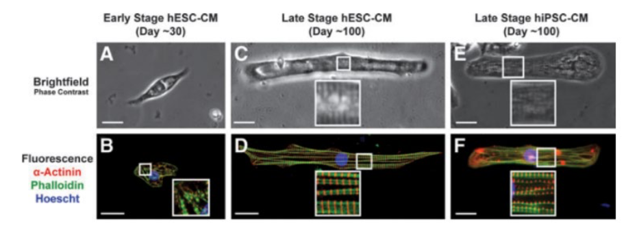 Evaluating the Effect of Antiviral Drugs using Polarized Light Imaging and Machine Learning Approaches: The Case of Human-induced Pluripotent Stem Cell-derived Cardiomyocytes