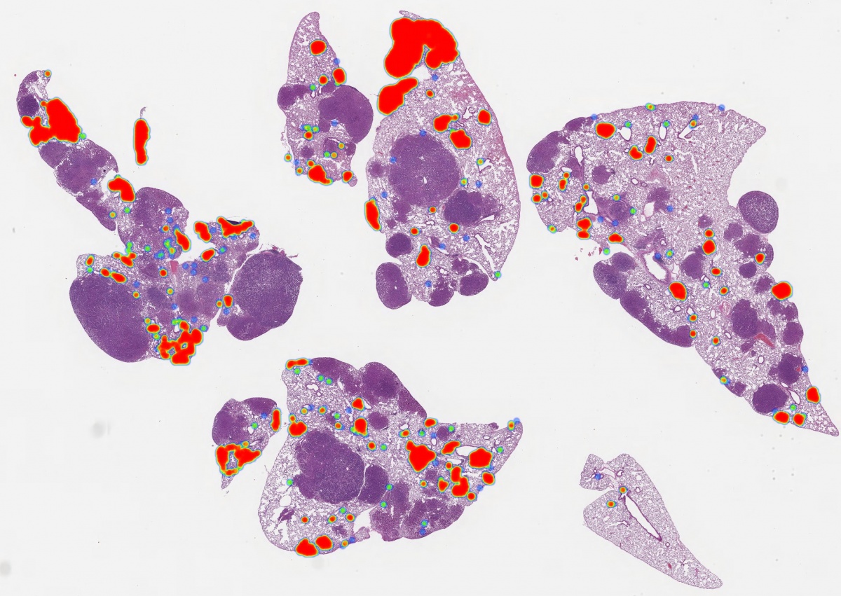 Invited Talk on “Contrimix: A novel & scalable method to improve the generalization of machine models developed for digital pathology” | Dr. Tan H. Nguyen, Staff Imaging Scientist at PathAI